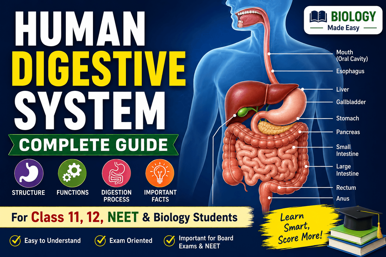 Digestive System Kya Hai? Human Digestive System Explained in Easy Hinglish (Class 11 & 12)