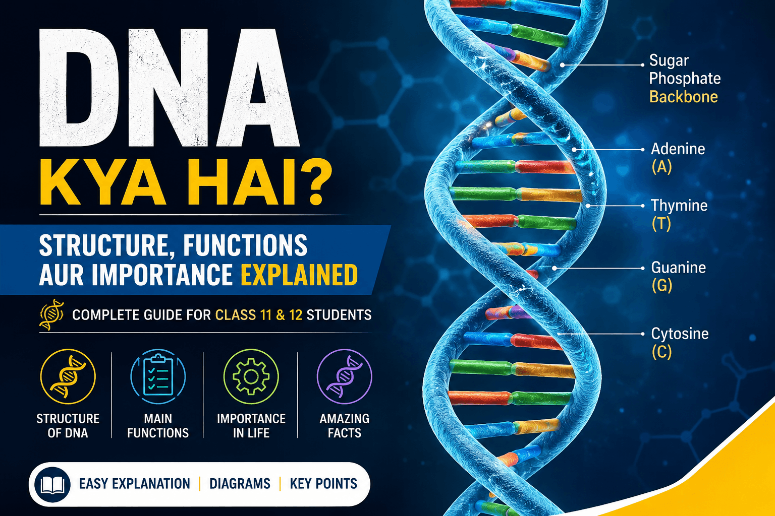 DNA Kya Hai? Structure, Functions aur Importance Explained