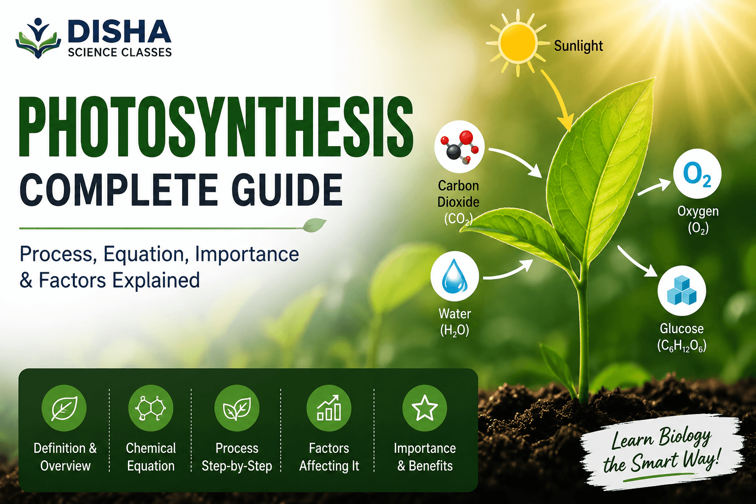 Photosynthesis Explained: A Complete Guide for Students