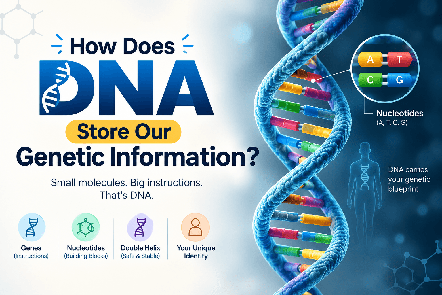 How Does DNA Store Our Genetic Information?